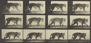 Tiger Walking, Tallrik 729 från Animal Locomotion, 1887 av Eadweard Muybridge