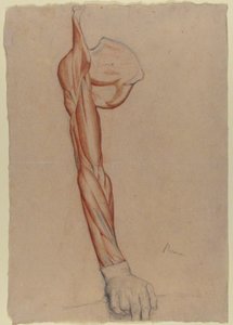 Écorché: höger arm och skulderblad med intakt höger hand av Edgar Degas