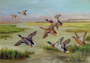 Ducks in Flight (olja) (ett av ett par, se även 24094)