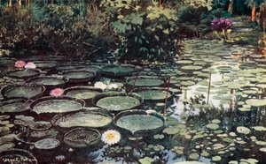 Victoria Regia (färg litho)