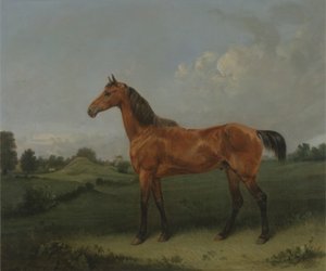 A Bay Horse in a Field (olja på duk)