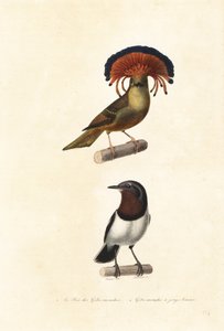 Amazoniens kungliga flugsnappare och brunstrupigt öga.