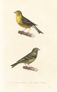 Atlantisk kanariefågel och europeisk serin.