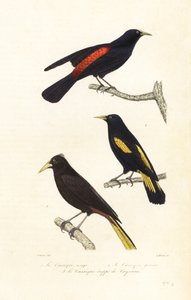 Cacique-arter och krönad oropendola. av Edouard (after) Travies