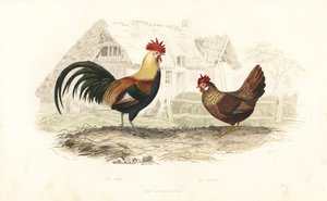 Hane och höna, Phasianus gallus. av Edouard (after) Travies