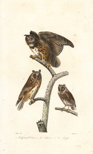 Örnuggla, långörad uggla och skopuggla.