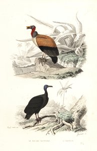 Kungsgam och kalkongam.