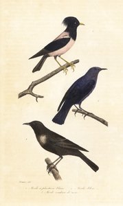 Ringouzel, blå stentrast och rosa stare. av Edouard (after) Travies