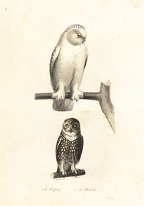 Snöuggla och pygméuggla.