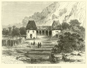 Hacienda av Los Camotes, sötpotatis av Edouard Riou