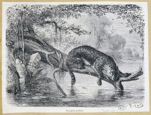 Jaguar tittar på sitt byte på en trädstam ovanför vattnet - gravyr från 1800-talet av Edouard Riou