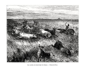 Boskap, Los Llanos, Venezuela, 1800-talet av Edouard Riou