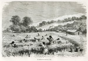 Att plocka kokabladen i Ituatadalen, teckning av E.Riou, för att illustrera resan i Titicaca-regionen och dalarna i östra Nedre Peru, 1873 av Paul Marcoy. Gravyr i Le tour du monde av Edouard Riou