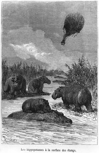 Flodhästen, illustration från "Fem veckor i en ballong" av Jules Verne (1828-1905) Paris, Hetzel