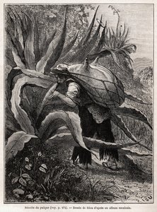 Samlingen av Pulque, en traditionell Aztec-dryck, till följd av jäsningen av Seve de l