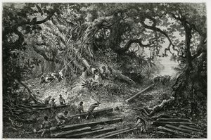 Exploateringen av mahogny i skogarna i Anderna. Gravyr av Riou, för att illustrera berättelsen "" Resan till Yucatan och Lacandons land "", 1882, av Desire Charnay (1828-1915) arkeolog och fotograf. Publicerad i Tour du monde nou av Edouard Riou