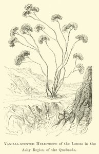 Vaniljdoftande Heliotrope of the Lomas i den ashya regionen i Quebrada av Edouard Riou