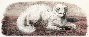 Angorakatt - "Alfabetet illustrerar djur" 1800-talet (gravyr) av Edouard Travies