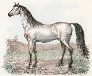Häst- "Alfabetet illustrerar djur" 1800-talet (gravyr) av Edouard Travies