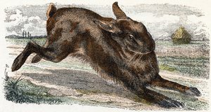 Lievre- ”Alfabetet illustrerar djur” 1800-talet (gravyr)