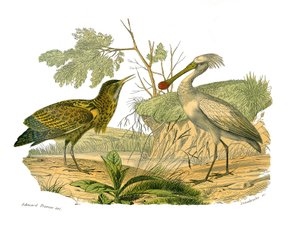 Naturhistorisk styrelse: Zoologisk tavla som föreställer vattenfåglar och cultrirostres (med stora, långa och starka näbbar): butorn och spateln. Plåt tecknad från de nio volymerna om fåglar i "" Works complete of Buffon""" skriven av naturforskaren George av Edouard Travies
