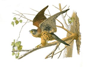 Naturhistoriska nämnden: Zoologisk nämnd som representerar rovfåglar på natten. Krasse. Plåt tecknad från de nio volymerna om fåglar i "" Works complete of Buffon""" skriven av naturforskaren Georges Louis Leclerc, greve av Buffon (1707-1788) mellan 1749 o av Edouard Travies