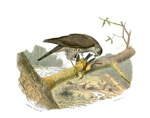 Naturhistoriska nämnden: Zoologisk nämnd som representerar rovfåglar på natten. Höken. Plåt tecknad från de nio volymerna om fåglar i "" Works complete of Buffon""" skriven av naturforskaren Georges Louis Leclerc, greve av Buffon (1707-1788) mellan 1749 oc av Edouard Travies