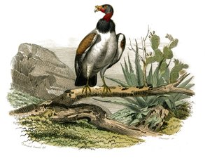 Naturhistoriska nämnden: Zoologisk nämnd som representerar rovfåglar på natten. Den lilla gamen. Plåt tecknad från de nio volymerna om fåglar i "" Works complete of Buffon""" skriven av naturforskaren Georges Louis Leclerc, greve av Buffon (1707-1788) mell av Edouard Travies