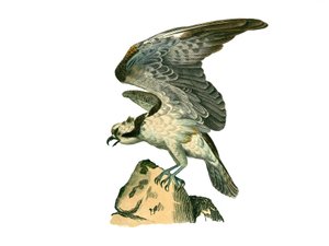 Naturhistoriska nämnden: Zoologisk nämnd som representerar rovfåglar på natten. Fiskgjusen. Plåt tecknad från de nio volymerna om fåglar i "" Works complete of Buffon""" skriven av naturforskaren Georges Louis Leclerc, greve av Buffon