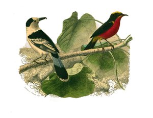 Naturhistoriska nämnden: Zoologisk nämnd som representerar rovfåglar på natten. Vangan och gonoleken. Plåt tecknad från de nio volymerna om fåglar i "" Works complete of Buffon""" skriven av naturforskaren Georges Louis Leclerc, greve av Buffon av Edouard Travies
