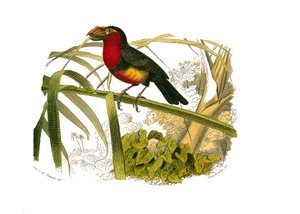 Naturhistoriska nämnden: Zoologisk nämnd som representerar klättrare. Barbicanen. Plåt tecknad från de nio volymerna om fåglar i "" Works complete of Buffon""" skriven av naturforskaren Georges Louis Leclerc, greve av Buffon (1707-1788) mellan 1749 och 178 av Edouard Travies