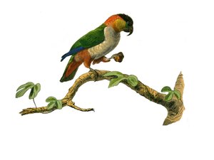 Naturhistoriska nämnden: Zoologisk nämnd som representerar klättrare. Maipouri. Plåt tecknad från de nio volymerna om fåglar i "" Works complete of Buffon""" skriven av naturforskaren Georges Louis Leclerc, greve av Buffon av Edouard Travies
