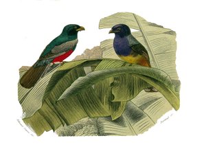 Naturhistoriska nämnden: Zoologisk nämnd som representerar klättrare. Den röda magen och den gula magen. Plåt tecknad från de nio volymerna om fåglar i "" Works complete of Buffon""" skriven av naturforskaren Georges Louis Leclerc, greve av Buffon (1707-17 av Edouard Travies
