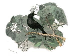 Naturhistorisk skylt: Zoologisk tavla som föreställer dentirostruösa spåtorn (med echancre). Drongon. Plåt tecknad från de nio volymerna om fåglar i "" Works complete of Buffon""" skriven av naturforskaren Georges Louis Leclerc, greve av Buffon (1707-1788) av Edouard Travies