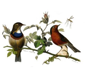Natural History Plate: Zoologisk tavla som representerar dentirostruösa spåfuglen av Edouard Travies