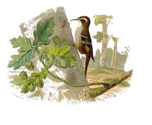 Natural History Plate: Zoologisk tavla som representerar dentirostruösa spåfuglen av Edouard Travies