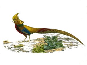 Naturhistorisk skylt: Zoologisk tavla som representerar gallinaser: den kinesiska dorefasanen. Plåt tecknad från de nio volymerna om fåglar i "" Works complete of Buffon""" skriven av naturforskaren Georges Louis Leclerc, greve av Buffon (1707-1788) mellan av Edouard Travies