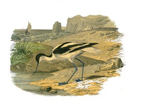 Naturhistorisk skylt: Zoologisk tavla som representerar de långsträckta vadarna av Edouard Travies