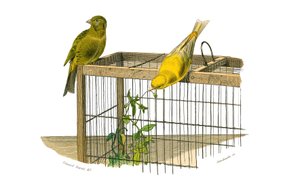 Naturhistorisk tavla: Zoologisk tavla som föreställer konirostruösa passeriner (konisk näbb). Kanarieöarna. Plåt tecknad från de nio volymerna om fåglar i "" Works complete of Buffon""" skriven av naturforskaren Georges Louis Leclerc, greve av Buffon (1707 av Edouard Travies