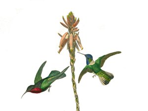 Naturhistorisk tavla: Zoologisk tavla som föreställer konirostruösa passeriner (konisk näbb). Granatkolibri och Jacobine flugfågel. Plåt tecknad från de nio volymerna om fåglar i "" Works complete of Buffon""" skriven av naturforskaren Georges Louis Lecler av Edouard Travies