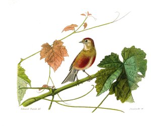 Naturhistorisk tavla: Zoologisk tavla som föreställer konirostruösa passeriner (konisk näbb). Linotten. Plåt tecknad från de nio volymerna om fåglar i "" Works complete of Buffon""" skriven av naturforskaren Georges Louis Leclerc, greve av Buffon (1707-178 av Edouard Travies