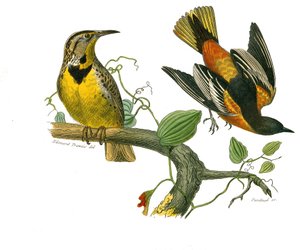 Naturhistorisk tavla: Zoologisk tavla som föreställer konirostruösa passeriner (konisk näbb). Staren från Louisiana och Baltimore. Plåt tecknad från de nio volymerna om fåglar i "" Works complete of Buffon""" skriven av naturforskaren Georges Louis Lecle av Edouard Travies