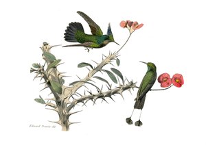 Naturhistorisk tavla: Zoologisk tavla som föreställer konirostruösa passeriner (konisk näbb). Hoopoly flugfågel och snöskofluga fågel. Plåt tecknad från de nio volymerna om fåglar i "" Works complete of Buffon""" skriven av naturforskaren Georges Louis Le av Edouard Travies