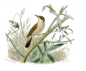 Naturhistorisk tavla: Zoologisk tavla som föreställer konirostruösa passeriner (konisk näbb). Den rödhåriga. Plåt tecknad från de nio volymerna om fåglar i "" Works complete of Buffon""" skriven av naturforskaren Georges Louis Leclerc, greve av Buffon (170 av Edouard Travies