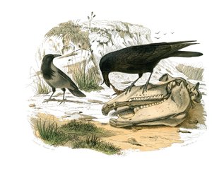 Naturhistorisk tavla: Zoologisk tavla som föreställer konirostruösa passeriner (konisk näbb). Korpen. Plåt tecknad från de nio volymerna om fåglar i "" Works complete of Buffon""" skriven av naturforskaren Georges Louis Leclerc, greve av Buffon (1707-1788) av Edouard Travies