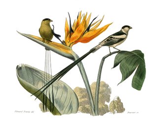 Naturhistorisk tavla: Zoologisk tavla som representerar konirostruösa spåfuglar av Edouard Travies
