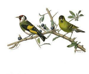 Naturhistorisk tavla: Zoologisk tavla som representerar konirostruösa spåfuglar av Edouard Travies