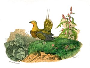 Naturhistorisk styrelse: Zoologisk styrelse som representerar gallinaces: ganga. Plåt tecknad från de nio volymerna om fåglar i "" Works complete of Buffon""" skriven av naturforskaren Georges Louis Leclerc, greve av Buffon av Edouard Travies