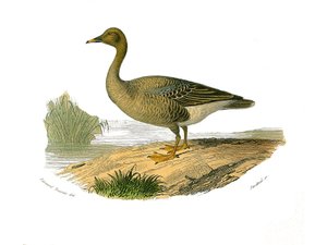 Naturhistorisk tavla: Zoologisk tavla som föreställer lamellirostruösa palmipeder (med spjälor eller tänder). Vild gås. Plåt tecknad från de nio volymerna om fåglar i "" Works complete of Buffon""" skriven av naturforskaren Georges Louis Leclerc, greve av 