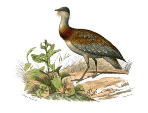 Naturhistorisk nämnd: Zoologisk nämnd som representerar vadarna: bustarden. Plåt tecknad från de nio volymerna om fåglar i "" Works complete of Buffon""" skriven av naturforskaren Georges Louis Leclerc, greve av Buffon (1707-1788) mellan 1749 och 1785. Ill av Edouard Travies